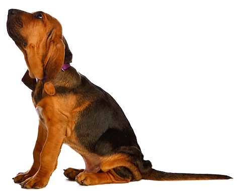 Bloodhound Puppy