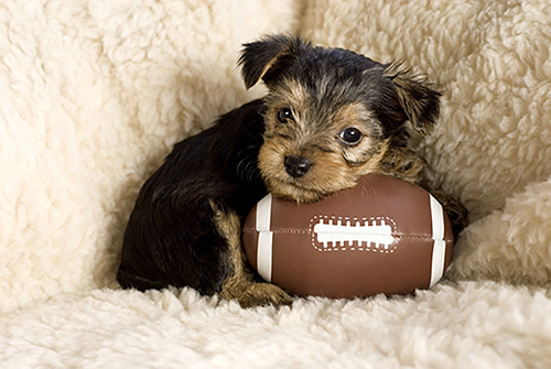 Yorkshire Terrier Puppy Einstein