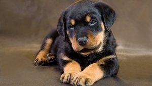 Rottweiler Puppy