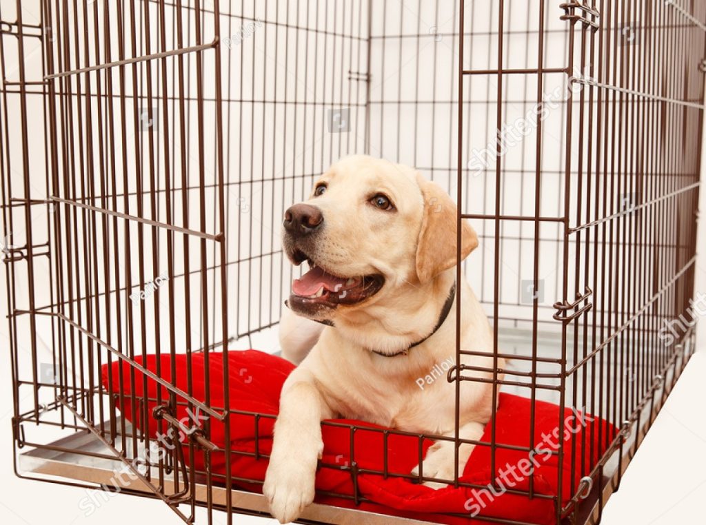 Leaving puppy alone in crate sale