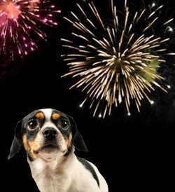 scared dog fireworks