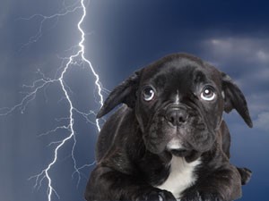 dog thunderstorm music