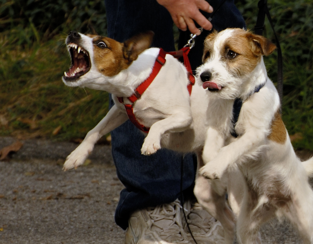 how to stop dog lunging and barking at other dogs