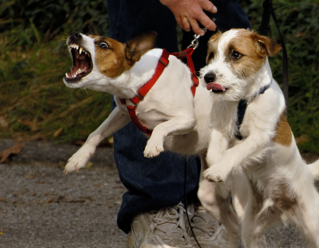 leash aggression