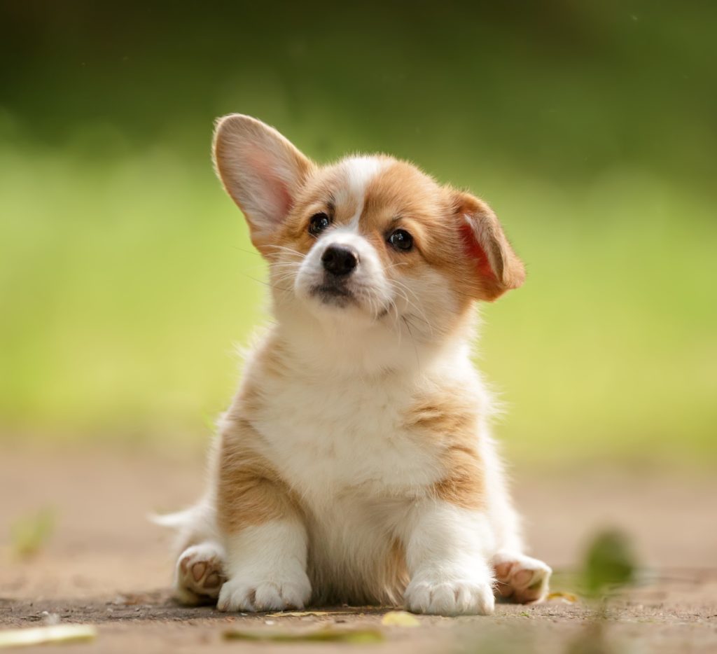 when can a puppy stand up