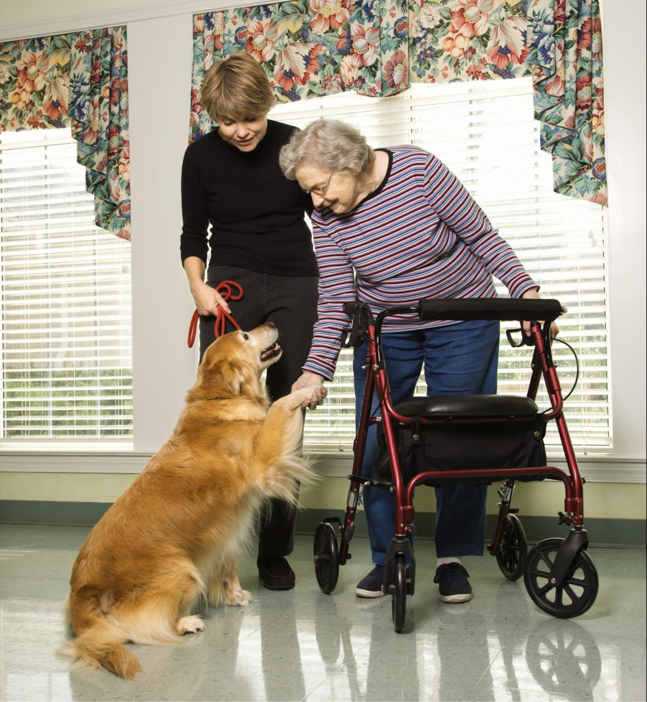 Therapy Dog