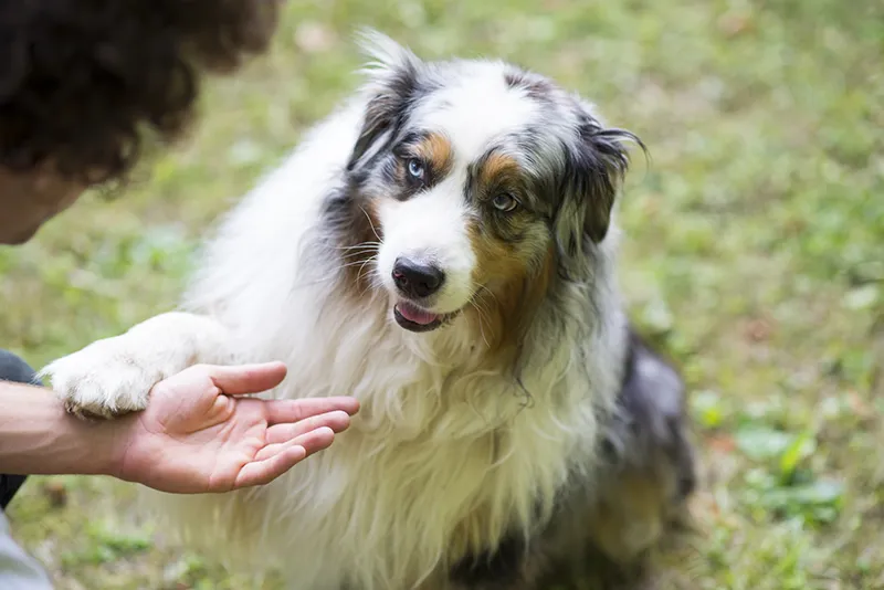 How Dogs Learn