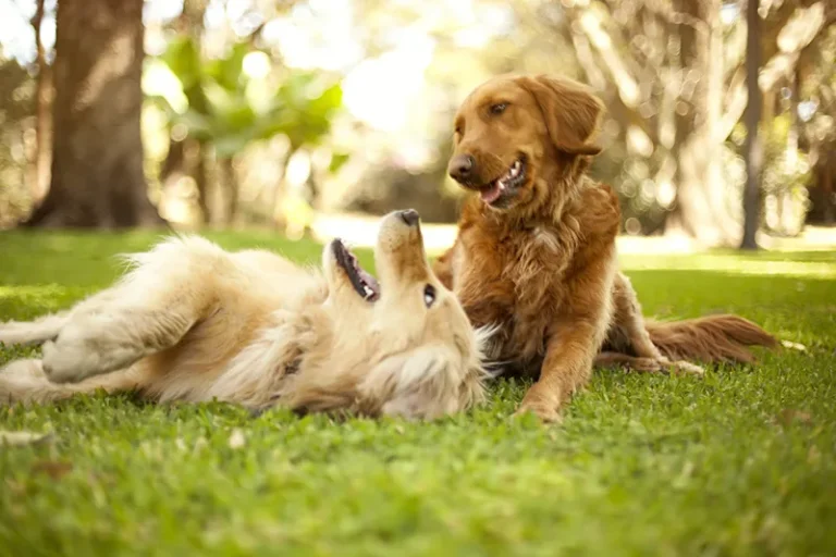 Dogs Playing