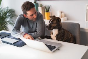 Virtual online Dog Training