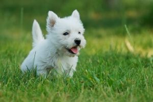 Wets Highland White Terrier