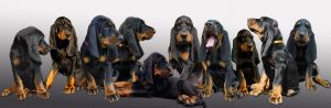 Coonhound Puppies