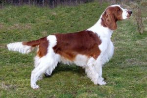 Welsh Springer Spaniel