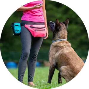 Belgian Malinois